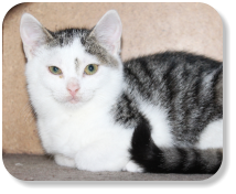 Menschenbezogen, verspielt, gesellig, schon etwas verschmust, gerne zusammen mit Katze "Nola" (Nr. 04) zu vermitteln, später mit Freilauf