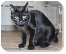 Menschenbezogen, neugierig, gesellig, schon etwas verspielt, gerne zusammen mit Katze "Lara" (Nr. 05) oder Katze "Pina" (Nr. 06) zu vermitteln, später mit Freilauf
