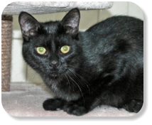 Menschenbezogen, neugierig, gesellig, schon etwas verspielt, gerne zusammen mit Kater "Finn" (Nr. 04) oder Katze "Pina" (Nr. 06) zu vermitteln, später mit Freilauf