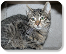 Menschenbezogen, freundlich, gesellig, schon etwas verschmust, gemütlich, gerne zusammen mit Kater "Lenny" (Nr. 01) zu vermitteln, später mit Freilauf
