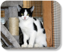 Menschenbezogen, verschmust, gesellig, verspielt, gerne zusammen mit Katze "Pia" (Nr. 02) zu vermitteln, später mit Freilauf