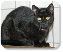 Menschenbezogen, ruhig, schon etwas verschmust, gemütlich, gerne zusammen mit Kater "Finn" (Nr. 04) oder Katze "Lara" (Nr. 05) zu vermitteln, später mit Freilauf