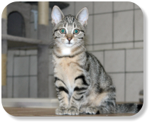 Menschenbezogen, neugierig, gesellig, gerne zusammen  mit Geschwisterkatze (Nr. 08) oder mit Geschwisterkater (Nr. 09) zu vermitteln, später mit Freilauf