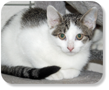Menschenbezogen, neugierig, gesellig, gerne zusammen  mit Geschwisterkatze (Nr. 07) oder mit Geschwisterkatze (Nr. 08) zu vermitteln, später mit Freilauf